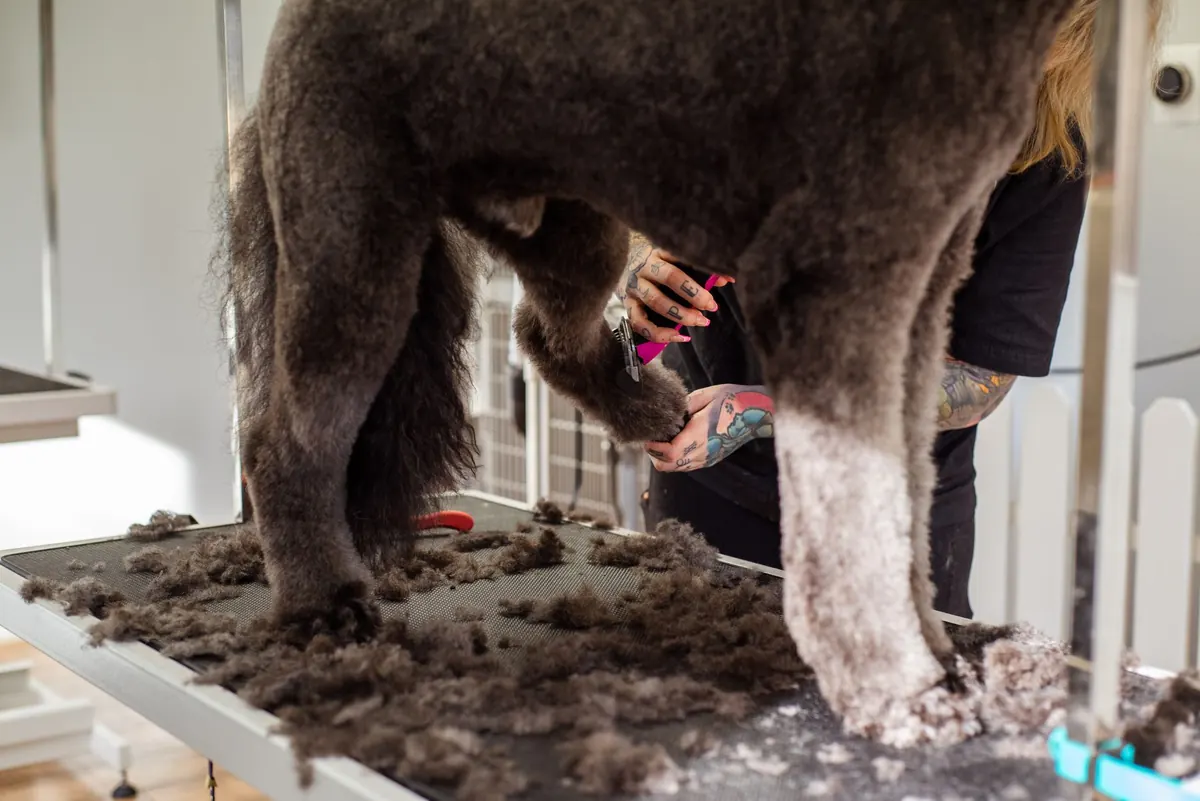 A groomer trims the curly coat of a small dog standing calmly on a grooming table.